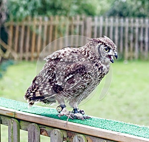 Spotted African eagle owl .