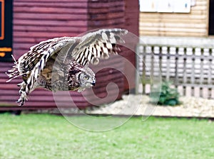 Spotted African eagle owl in flight