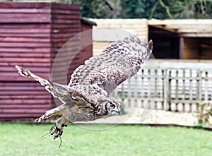 Spotted African eagle owl in flight