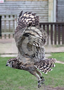 Spotted African eagle owl in flight
