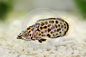 Spotted african leaf fish Ctenopoma acutirostre tropical aquarium fish