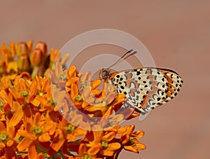 Spotted aka Red band fritillary butterfly, Melitaea didyma, just emerged from chrysalis. Profile, on Asclepias, milkweed