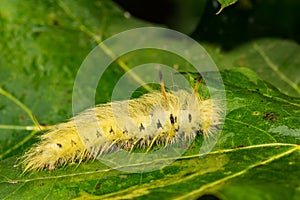 Spotted Apatelodes Caterpillar