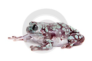 Spotted Australian Green Tree Frog on white background