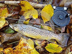 Spotted Autumn Brown Trout