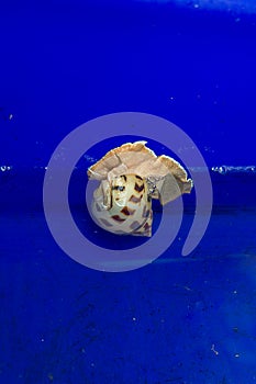 Spotted babylon or Babylon snail crawling to the water surface with bubbles from the air pump. Babylonia areolata culture in the