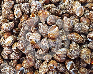 Spotted Babylon or Babylonia Areolata shellfish for background