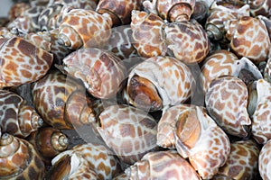 Spotted babylon shell