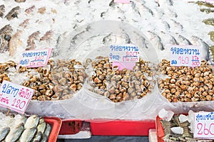 Spotted babylon shell sold in the market