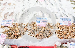 Spotted babylon shell sold in the market