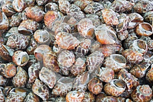 Spotted babylon shell in thai.