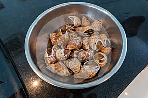 Spotted BabylonBabylonia Areolata Shellfish on Stainless Steel Bowl Ready to Cook