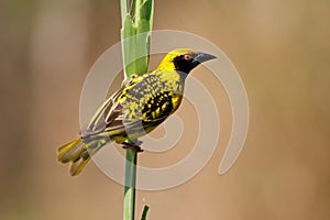 Spotted-backed Weaver