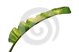 Spotted banana leaves isolated on white