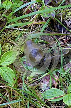 Spotted Banana Slug   846443