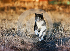 spotted beautiful cat flees quickly on Sunny spring meadow