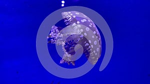 Spotted beautiful jellyfish swims underwater in aquarium. Papuan jellyfish.