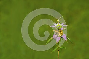 Spotted Bee-balm