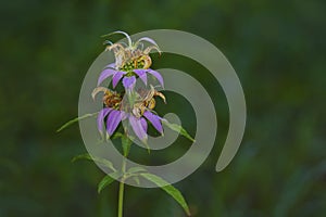 Spotted Bee-balm Monarda punctata