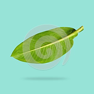 Spotted betel leaves falling in the air isolated on tuquoise background photo