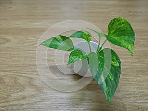 A spotted betel tree in small white pots rests on a minimalist wooden oak floor.background for copy space