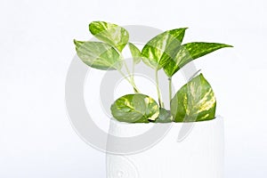 Spotted betel in white pot, white background, daylight.