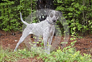 Spotted bird dog Pointer dog, pet rescue adoption photography