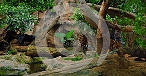 Spotted and black jaguar walk inside jungle forest on fallen tree trunk. Wild panther slow motion video.