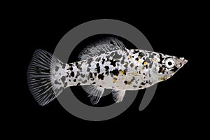 Spotted Black Molly Poecilia sphenops vetiprovidentiae aquarium fish