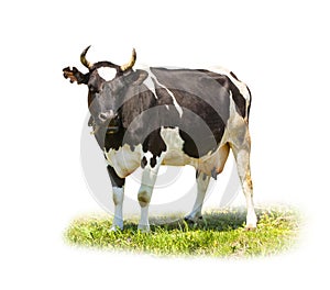 Spotted black and white cow full length isolated on white