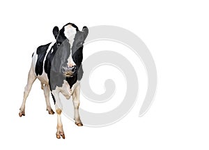 Spotted black and white cow full length isolated on white. Cow close up. Farm animals