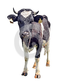 Spotted black and white cow full length isolated on white. Funny cute curious cow looking directly at the camera.