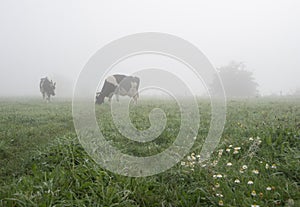 spotted black and white cows graze in dense morning mist