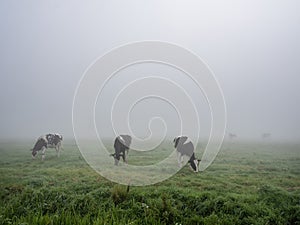 spotted black and white cows graze in dense morning mist