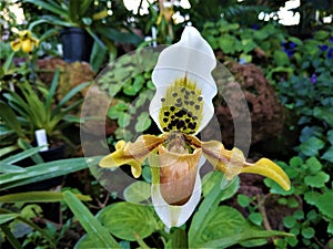 Spotted blossom of Paphiopedilum insigne hybride orchid