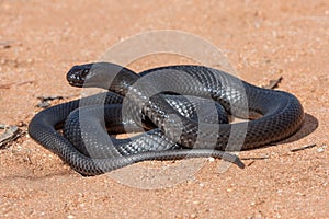 Spotted or Blue-bellied Black Snake