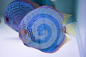 Spotted blue discus