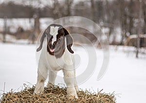 Spotted Boer Goat kid standing on hay bale in winter snow