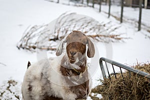 Spotted Boer Goat with Lop Ears in the snow