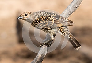 Spotted Bower Bird