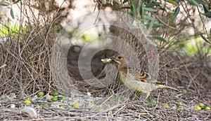Spotted bowerbird at his bower.