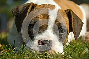 A spotted boxer puppy lying in the grass