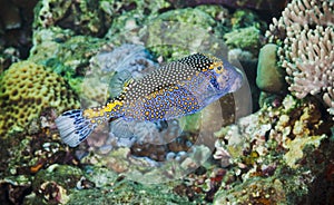 Spotted boxfish