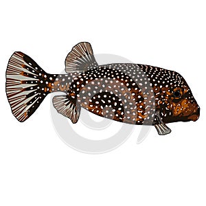 Spotted Boxfish female Vector Illustration