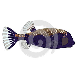 Spotted Boxfish male Vector Illustration