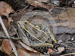 Spotted Brown Southern Leopard Frog among Brush