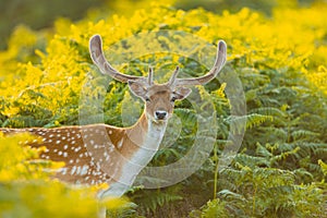 Spotted brown stag with antlers looking at the camera in a lea with green and yellow plants