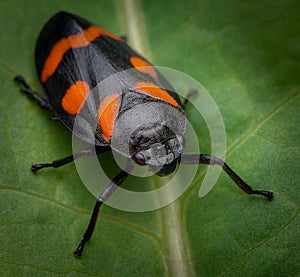 Spotted bug