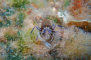 Spotted Bumblebee Shrimp - Gnathophyllum elegans