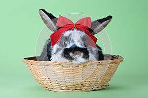 Spotted bunny with red bow tie, isolated